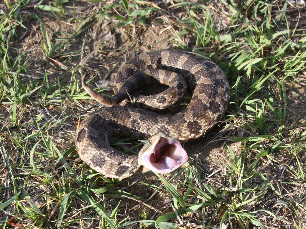 Eastern Hognose Snake