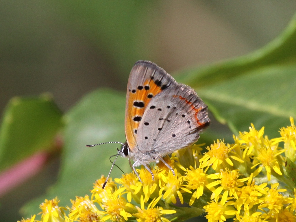 American Copper