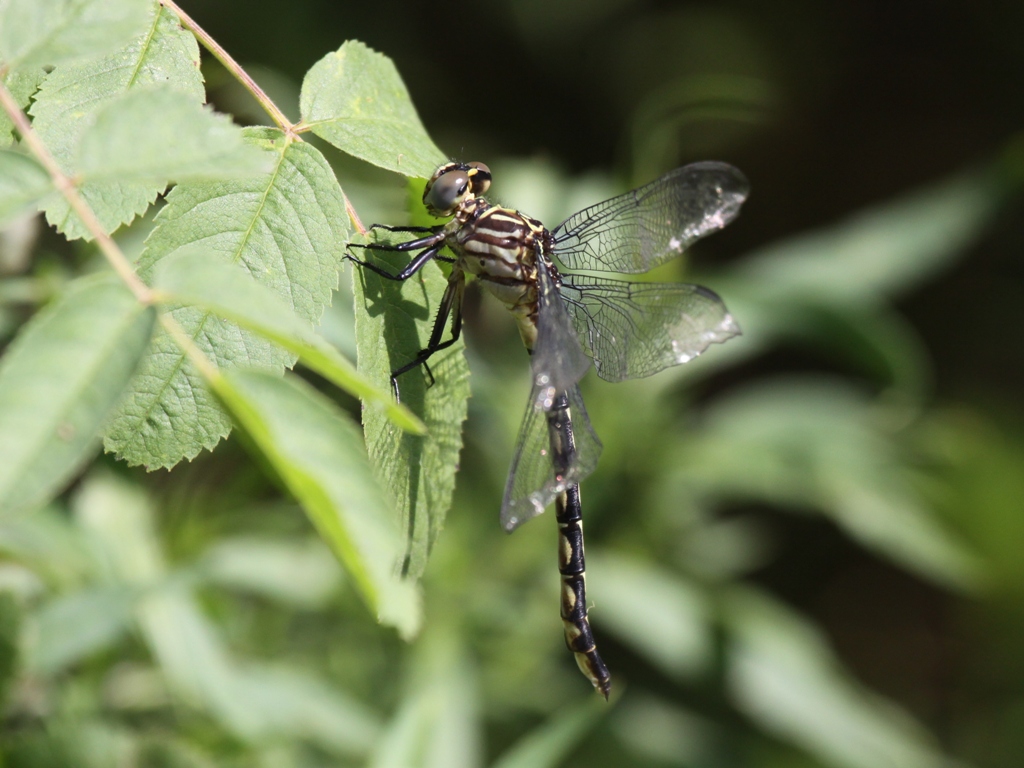 Elusive Clubtail - (Juvenile Female)