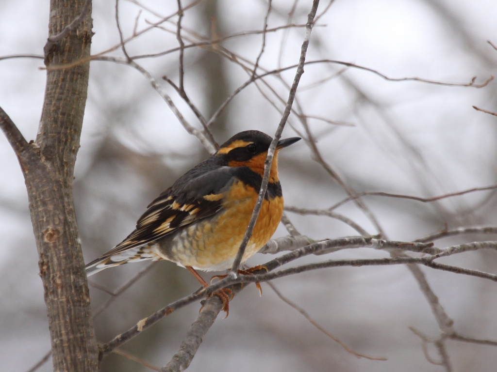 Varied Thrush