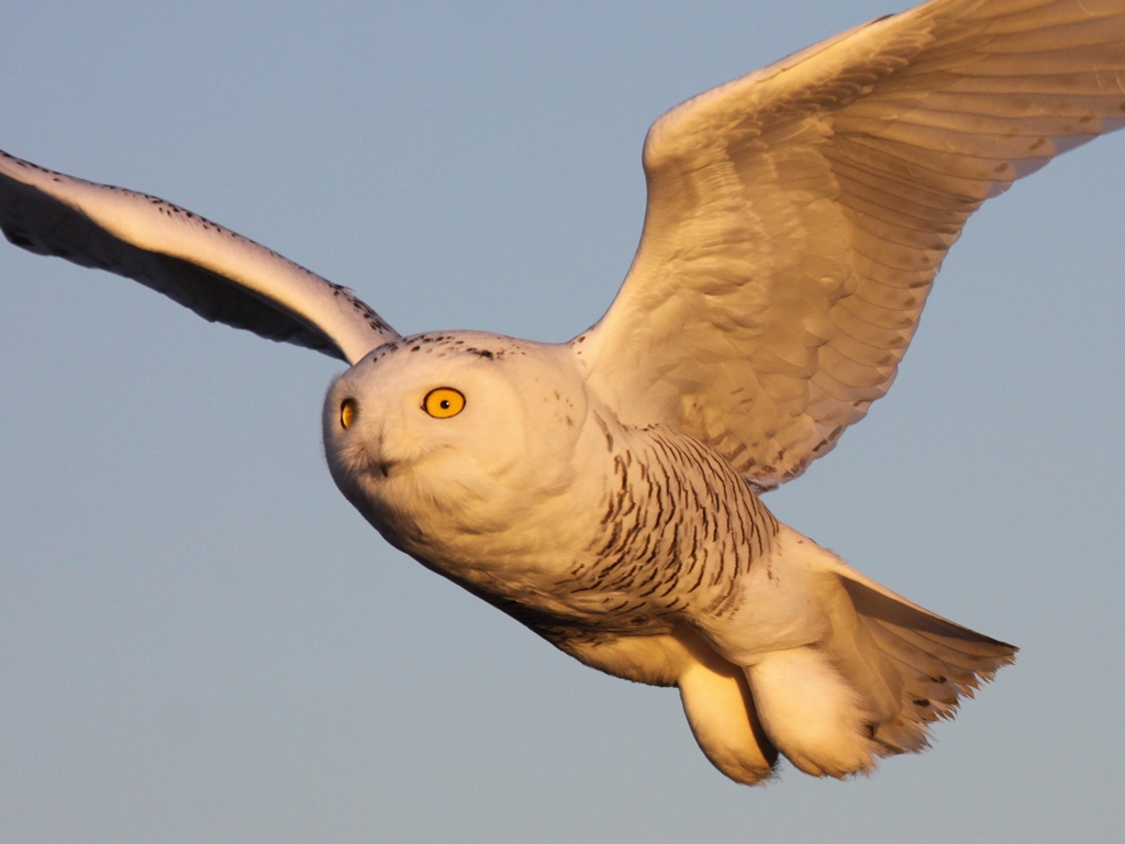 Snowy Owl - Juvenile Male