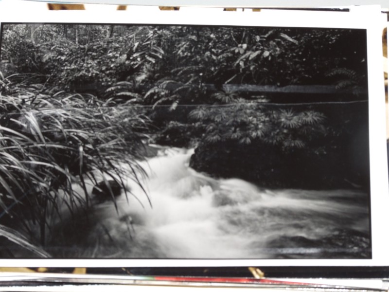 Postcard: Rainforest River