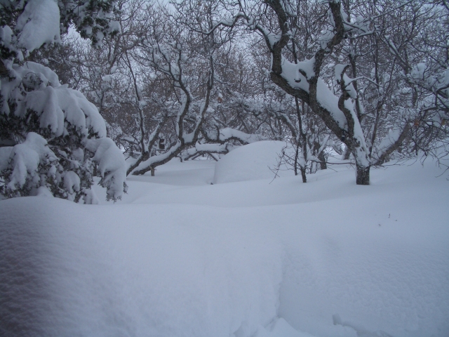 Looking out<BR>the front door