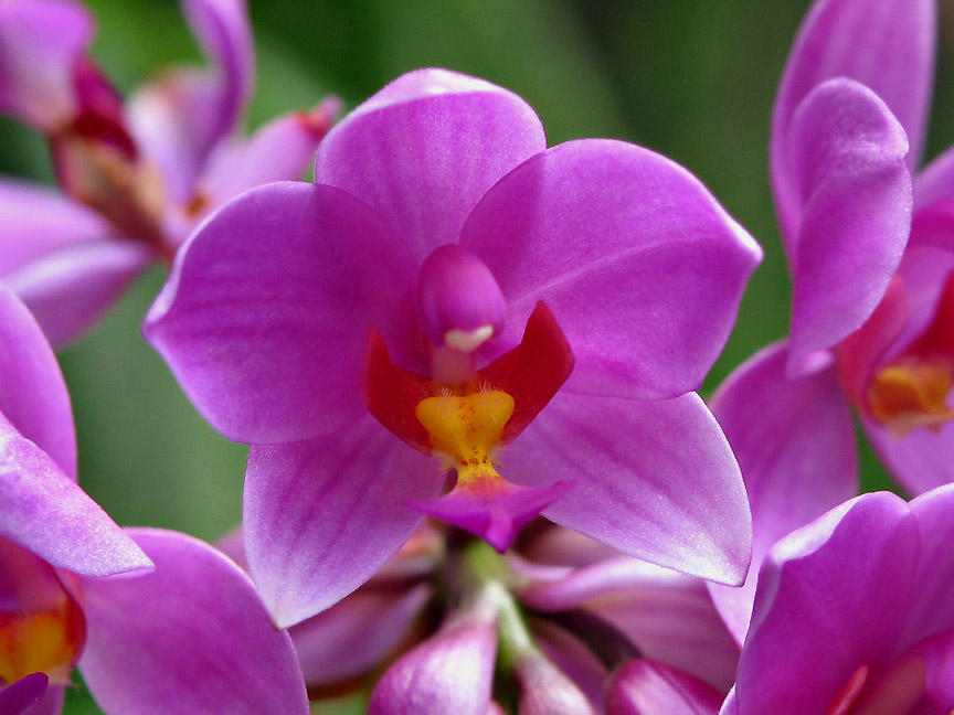 Spathoglottis orchid