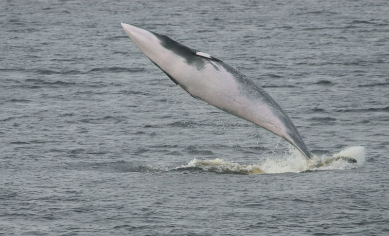 Petit Rorqual , Minke Whale (Tadoussac)