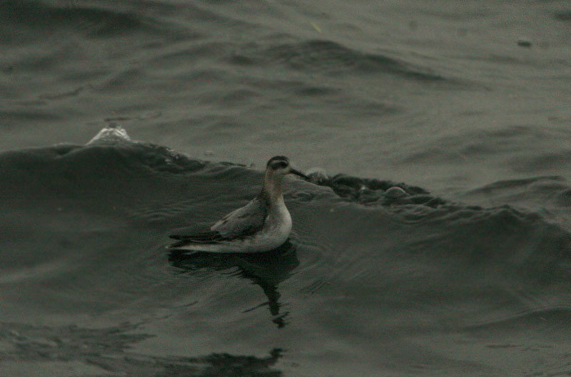 Phalarope à bec large, Tadoussac