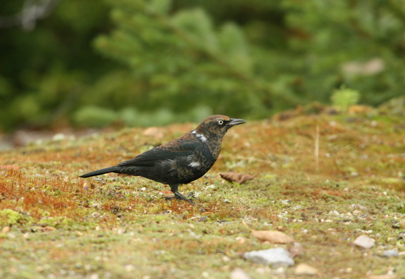 Quiscale rouilleux, Tadoussac