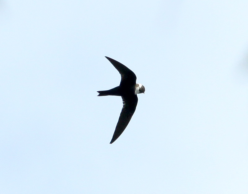 Martinet  collier blanc (White-collared Swift)
