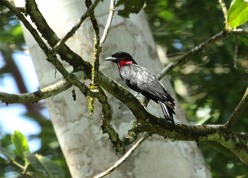 Coracine noire (Purple-throated Fruitcrow)