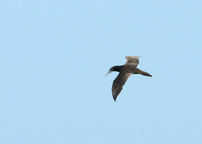 Fou brun  (Brown Booby)
