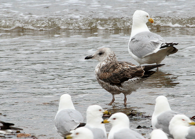 Goland brun, Lesser Black-backed Gull (Tadoussac, 19/06/08)