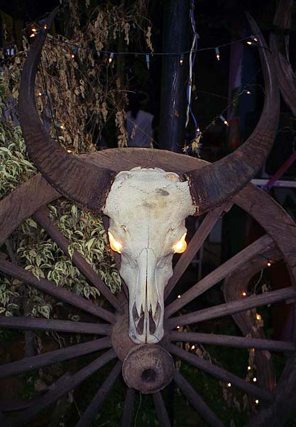 water buffalo skull.jpg