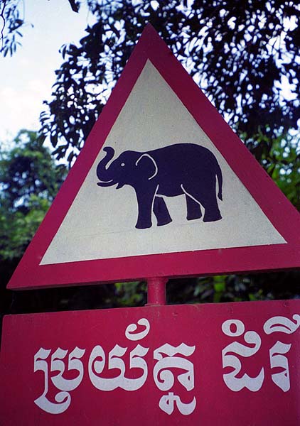 elephant crossing.jpg