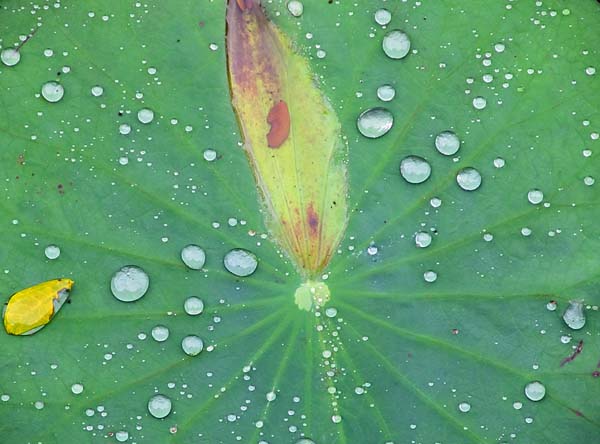 lotus leaf.jpg