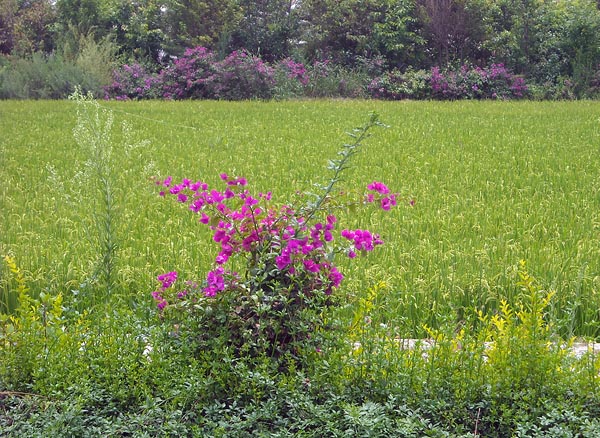 fields and flowers.jpg