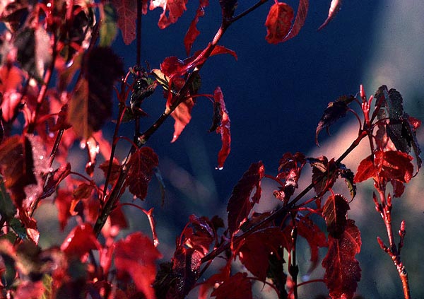 red leaves.jpg