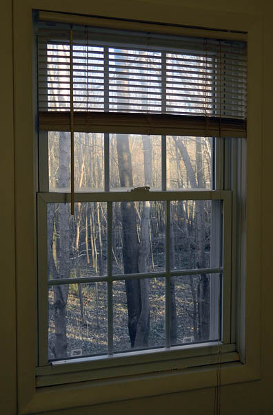 window woods.jpg