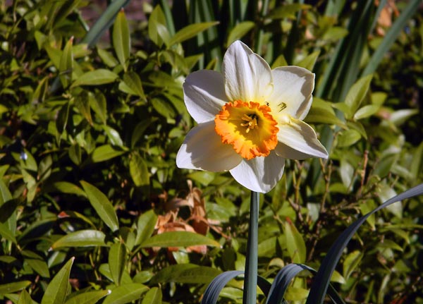 daffodil.jpg