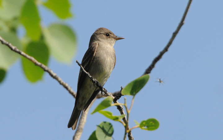 Wood Pewee 0509-4j  Hardy Canyon