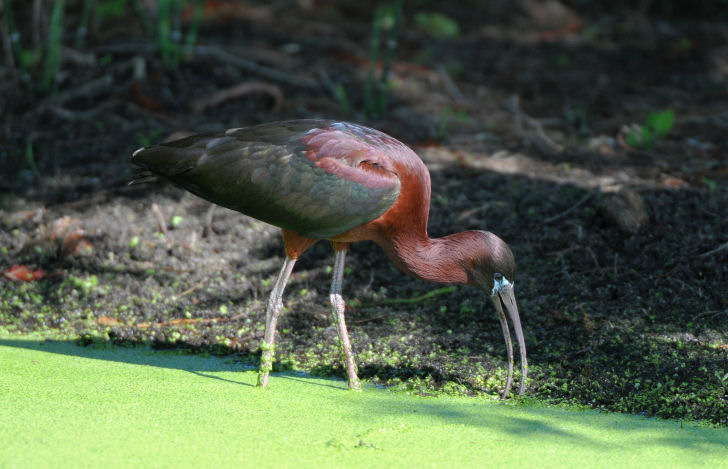 Glossy Ibis  0409-1j  Green Cay