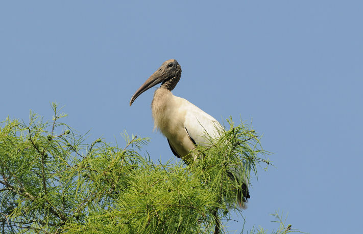 Wood Stork  0409-7j  Corkscrew Swamp