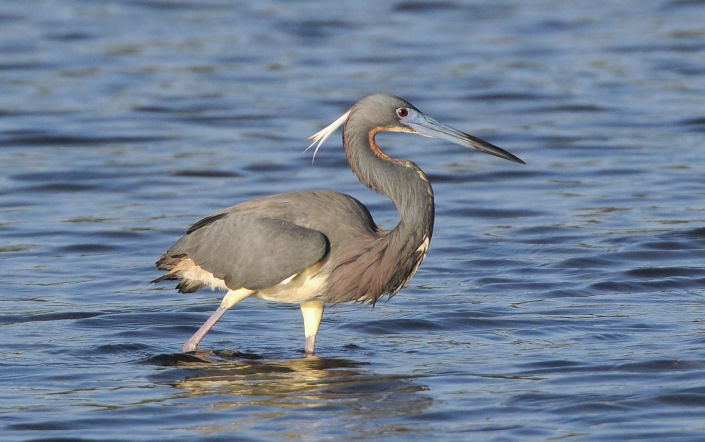 Tricolored Heron  0409-3j  Sanibel