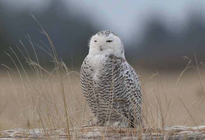 Snowy Owl  1211-18j  Damon Point
