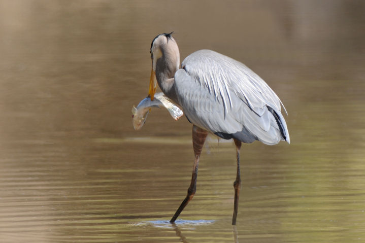 Great Blue Heron 0312-1j  Gilbert, AZ