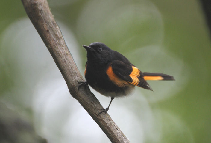 American Redstart  0412-2j  Galveston Island, TX