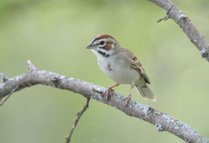 Lark Sparrow  0412-1j  Bandera County, TX