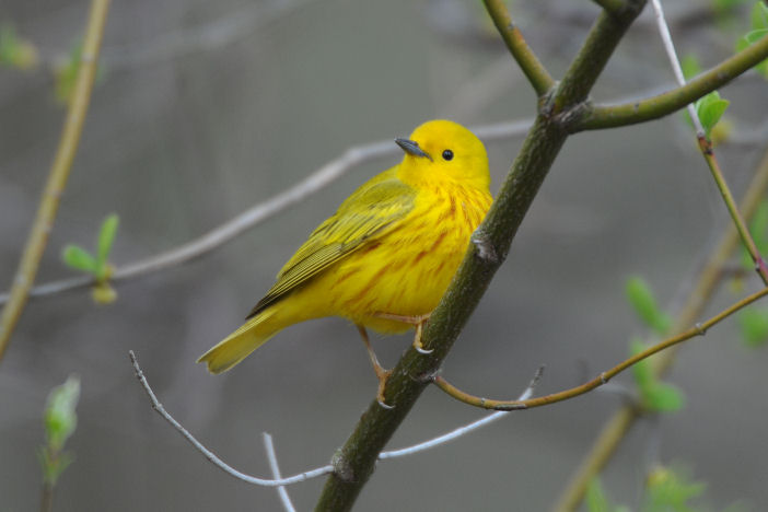 Yellow Warbler 0508-1j  Point Pelee