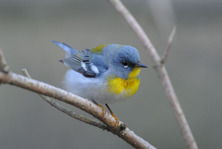 Northern Parula  0508-4j  Point Pelee