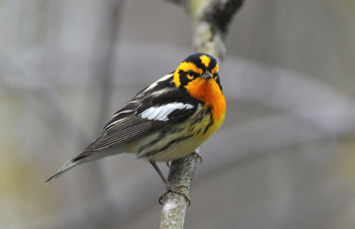 Blackburnian Warbler  0508-7j  Point Pelee