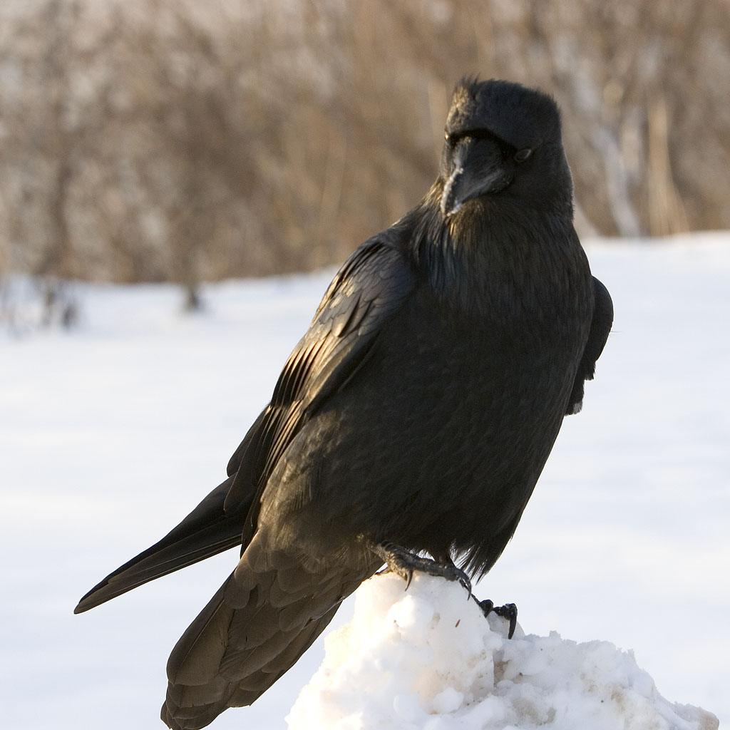 Raven sitting on snow, head turned