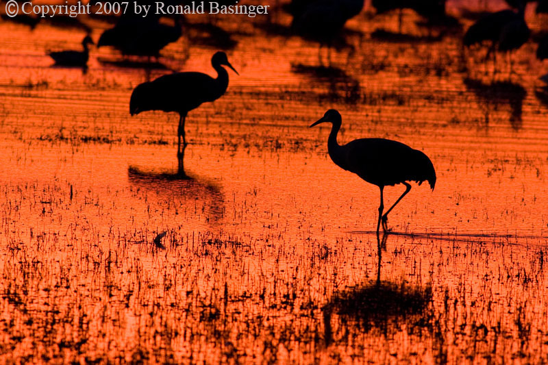 Sand Hill Cranes (NM)