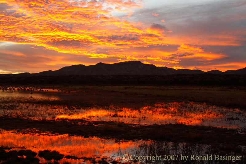 Bosque del Apache (NM)