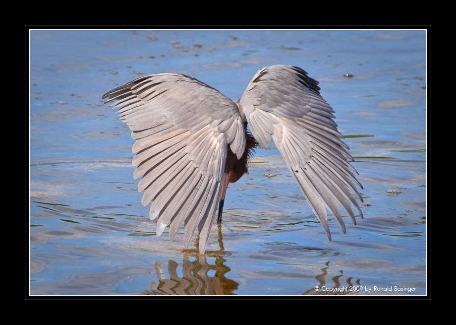 Reddish Egret Conitnues to Fool Fish