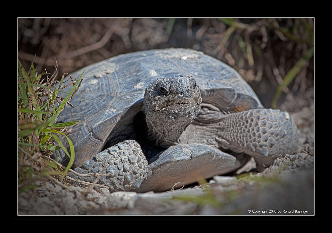 Gopher Tortoise