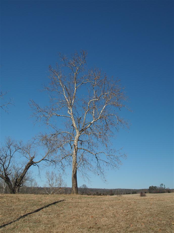 Scenery of Rural ARK Near Lavaca