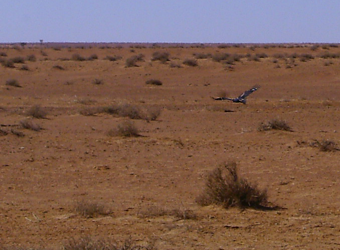 Wedge Tailed Eagle