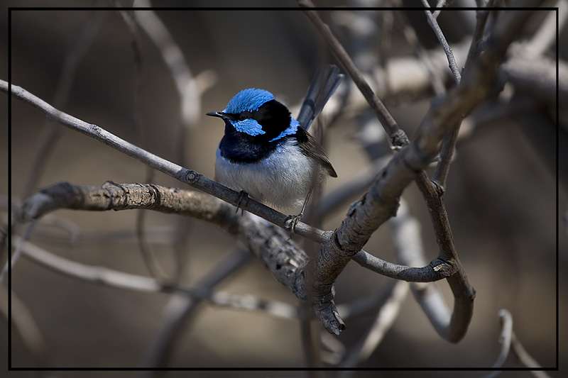 Blue Wren4096.jpg