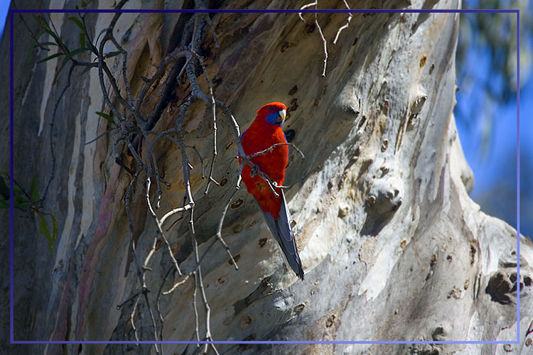 Crimson Rosella