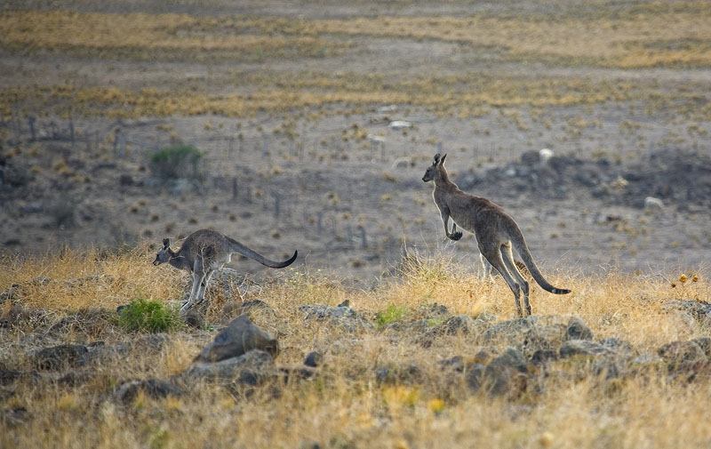 Kangaroos