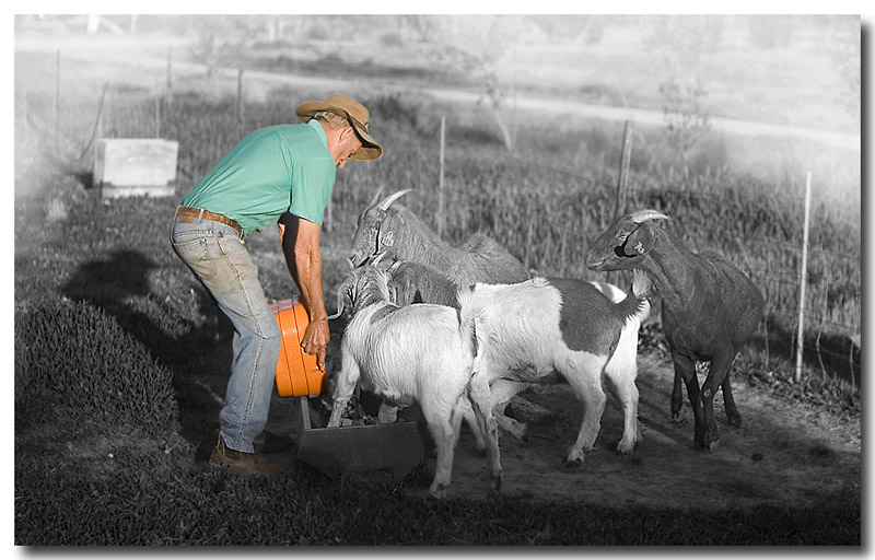 Feeding Goats