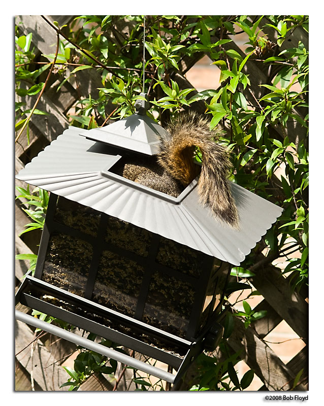 5/12 - Squirrel Proof?