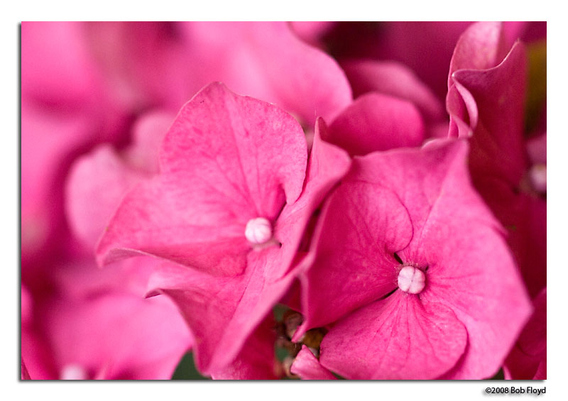 5/13 - Pink
