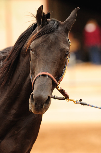 Saguaro Classic Arabian Horseshow