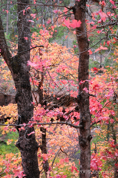 West Fork
