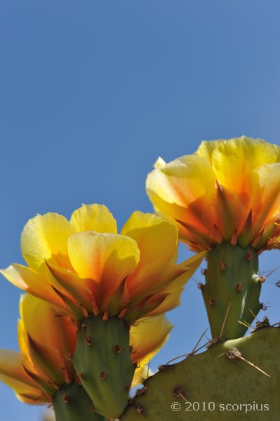 Flowering Cactus