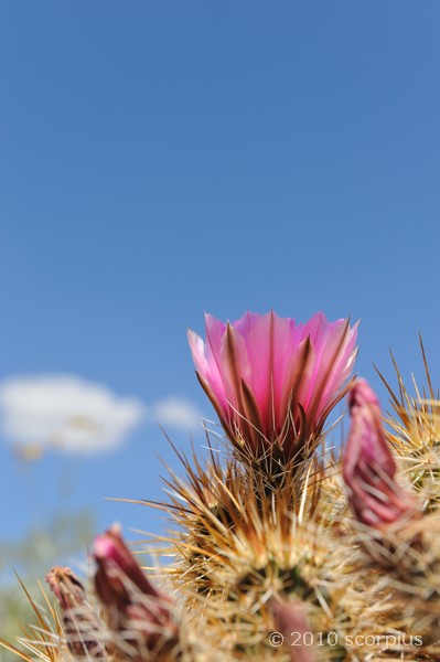 Cactus Flower